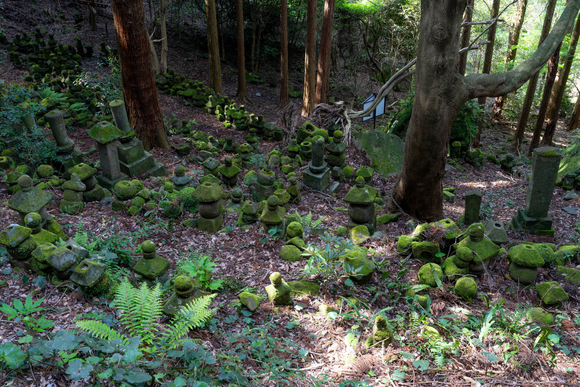 Moss-covered stone statues and markers at Kyu-Sento-ji forest temple ruins in Japan