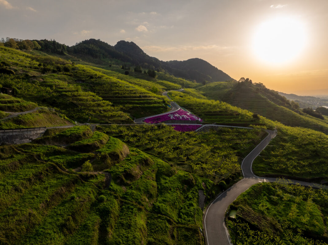 Sunset over Ukiha Inari Shrine, red torii gates amid terraced green hills in Japan