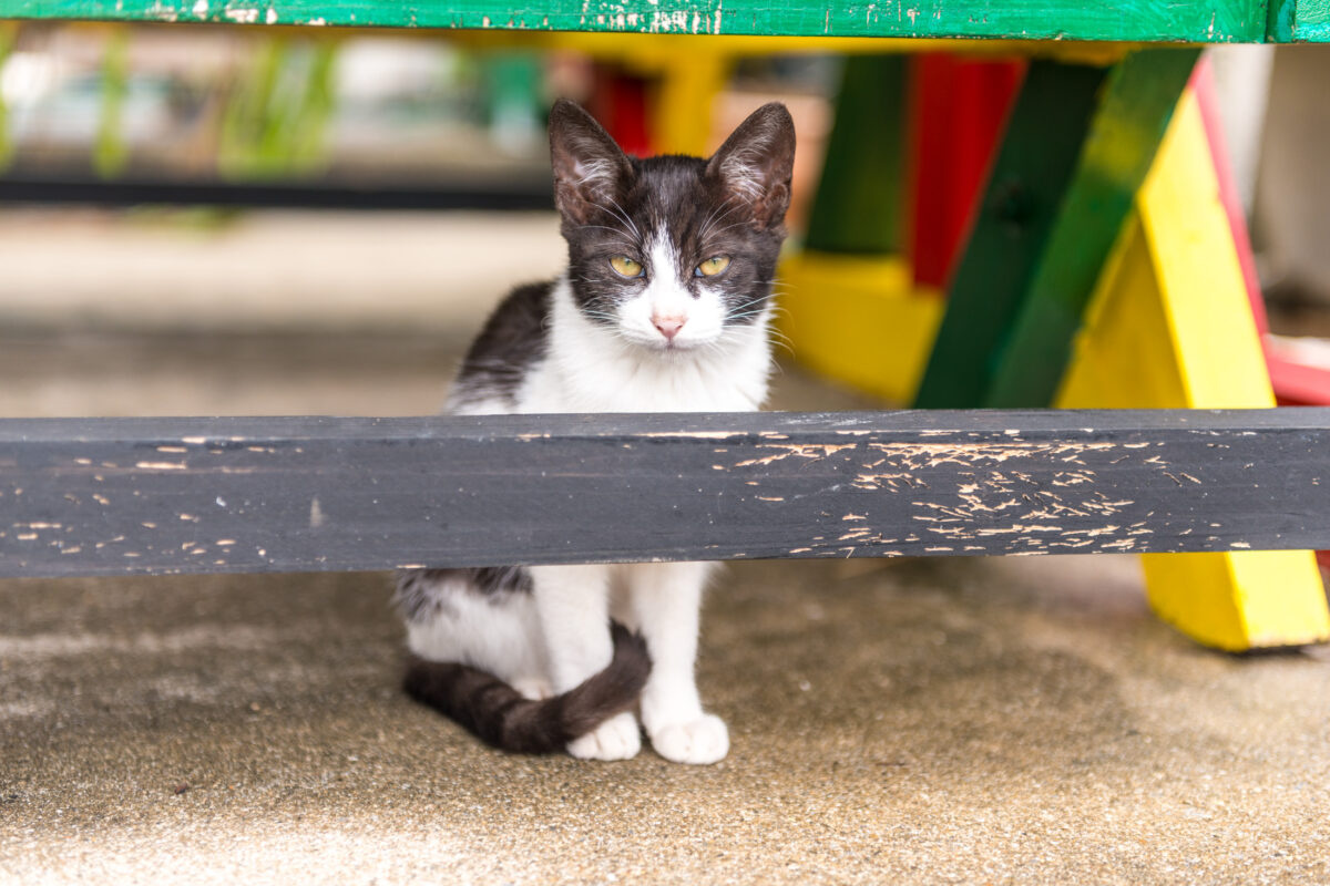 Black-and-white cat resting under weathered wooden bench on Kumejima island