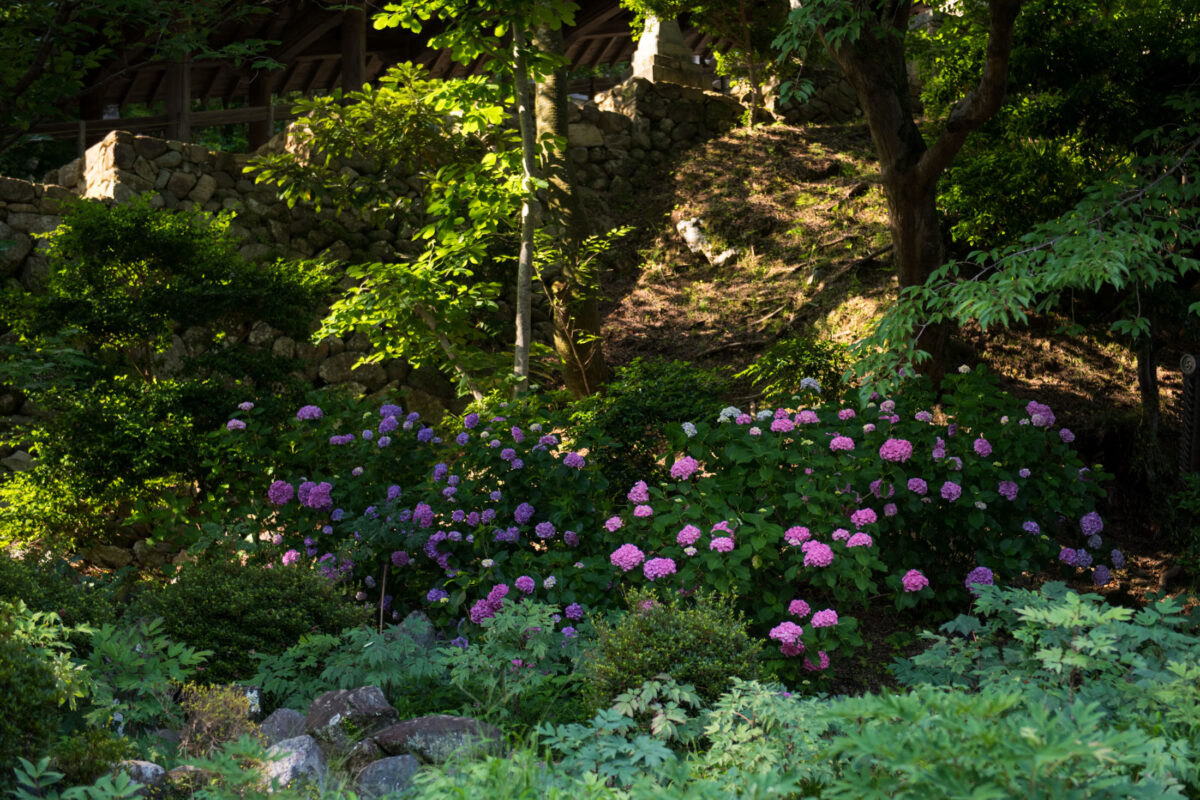 Hydrangea garden at Hase-dera Temple, Nara, Japan, with shaded trees and stone wall