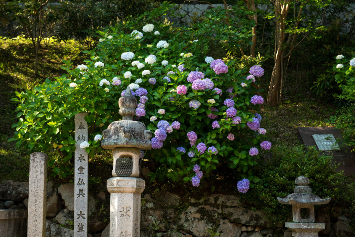 Hase-dera temple hydrangea garden in Nara, Japan, with stone lanterns and monument.