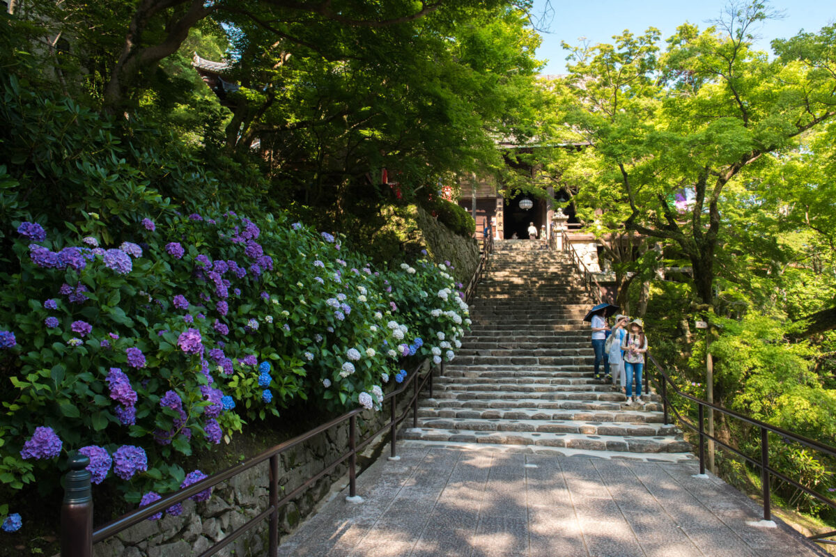 Hydrangea-lined stone staircase leading to Hase-dera Temple gate in Nara, Japan