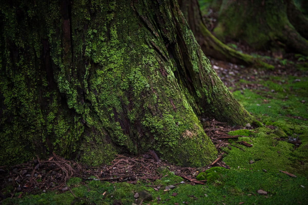 Moss-covered cedar trunk base and forest floor at Heisenji Hakusan Shrine, Japan.