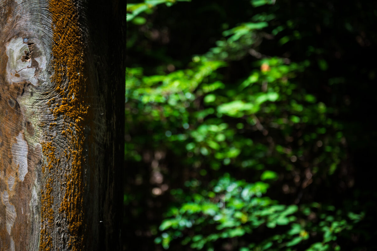 Moss-covered cedar trunk at Heisenji Hakusan Shrine, with blurred green forest backdrop.