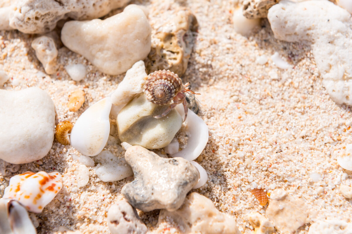 Hermit crab on Miyako Island beach sand among seashells and coral fragments.