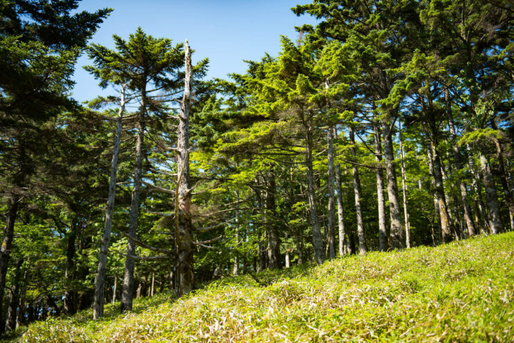 Mount Ōdaigahara