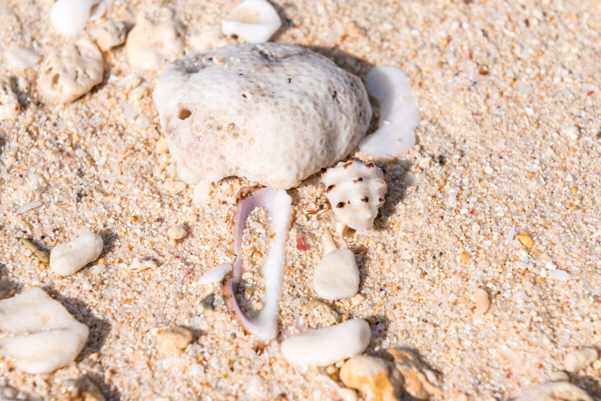 Close-up of Miyako Island beach sand with white coral and scattered shell fragments.