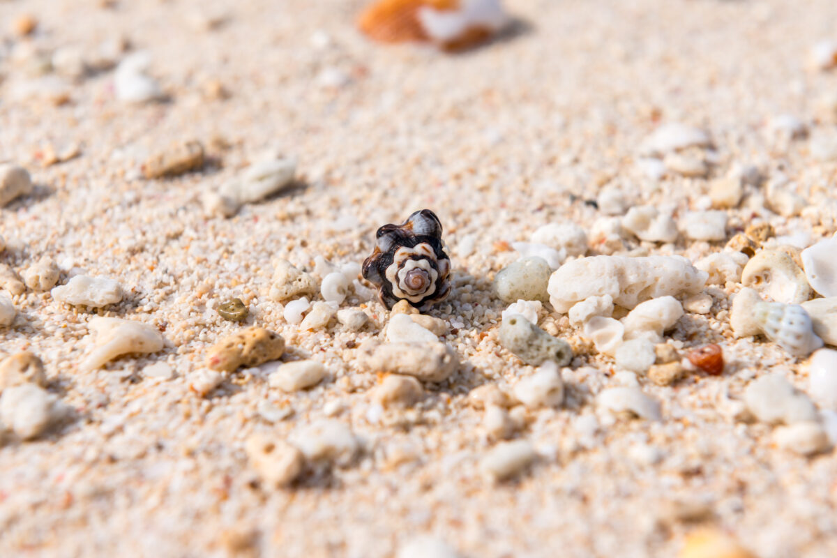Hermit crab in spiral shell on sandy beach, Miyako Island, Okinawa Japan