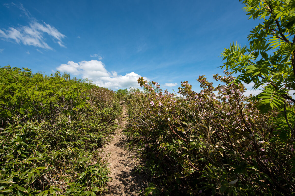 Narrow hiking trail on Mount Futatsumori through dense shrubs under a bright blue sky.