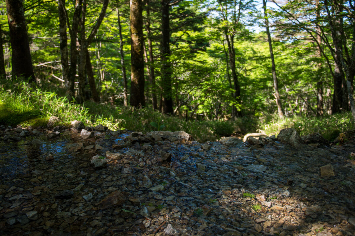 Rocky forest trail on Mount Ōdaigahara, Japan, with tall trees and lush undergrowth