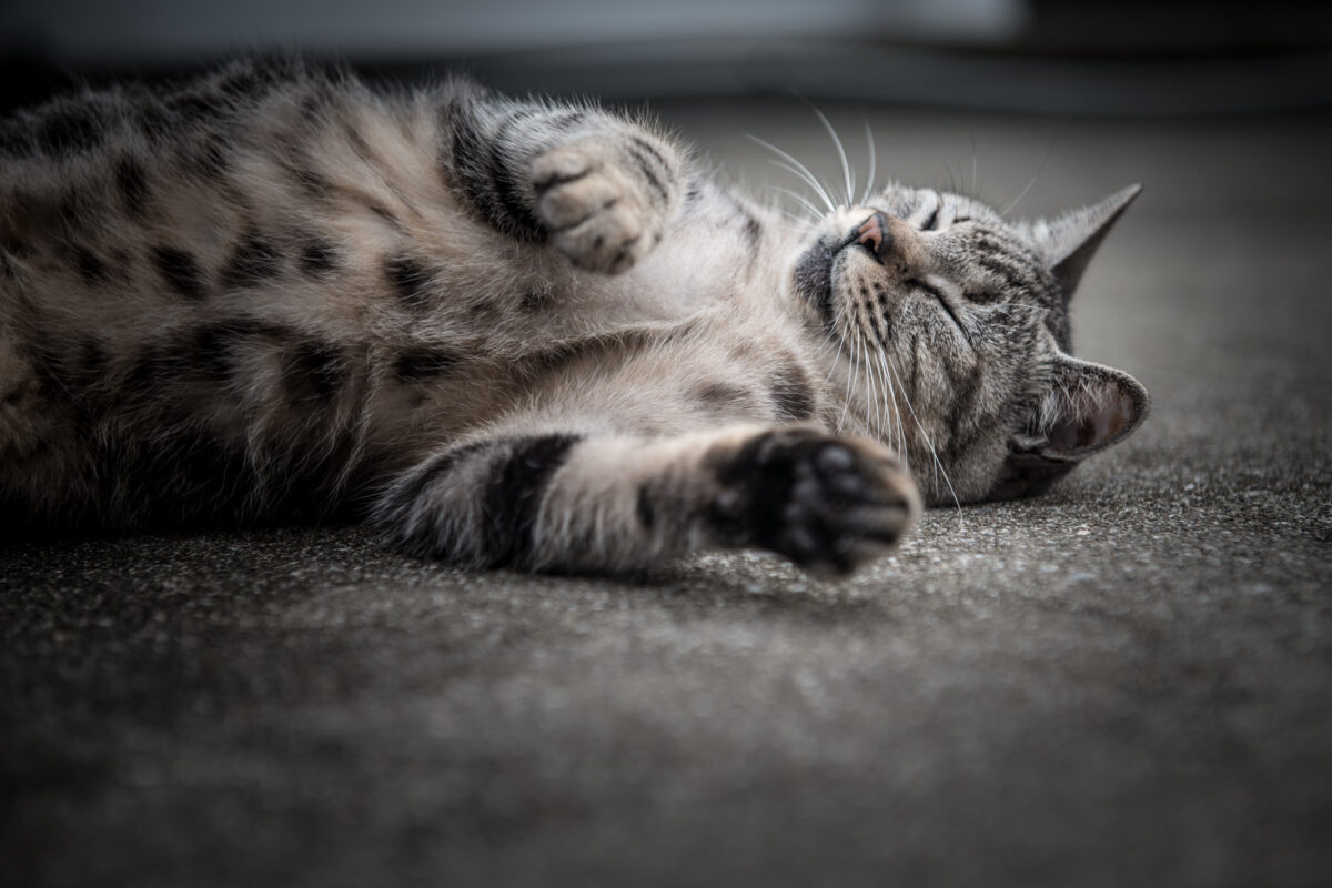 Peaceful tabby cat sleeping stretched out on concrete outdoors, close-up low-angle photo.