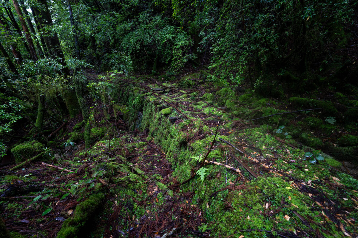 Moss-covered stone path winding through lush green forest, dappled sunlight and ferns.