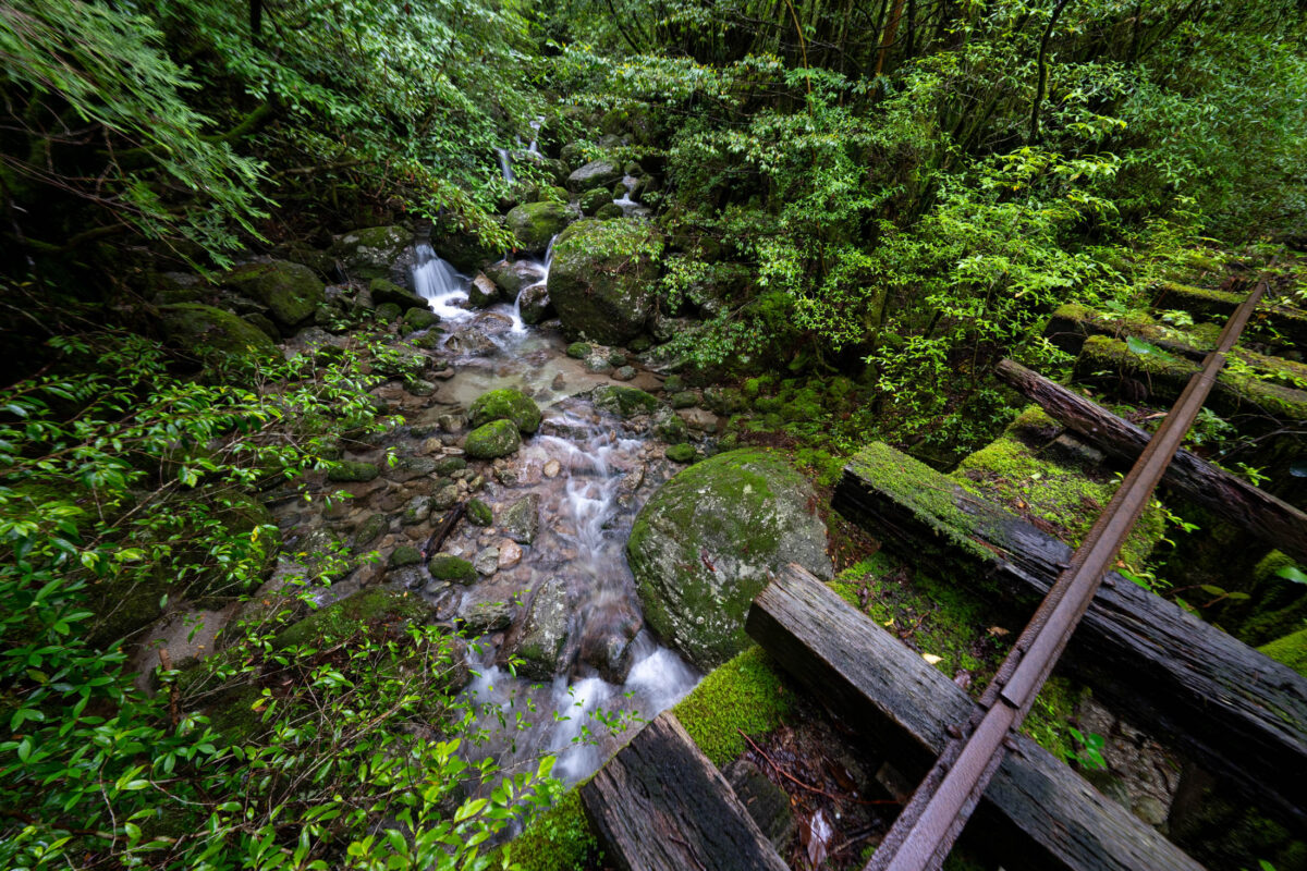 Mossy forest stream over rocks beside old wooden rail track in lush greenery