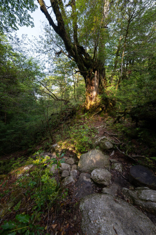Shiratani Unsui Gorge