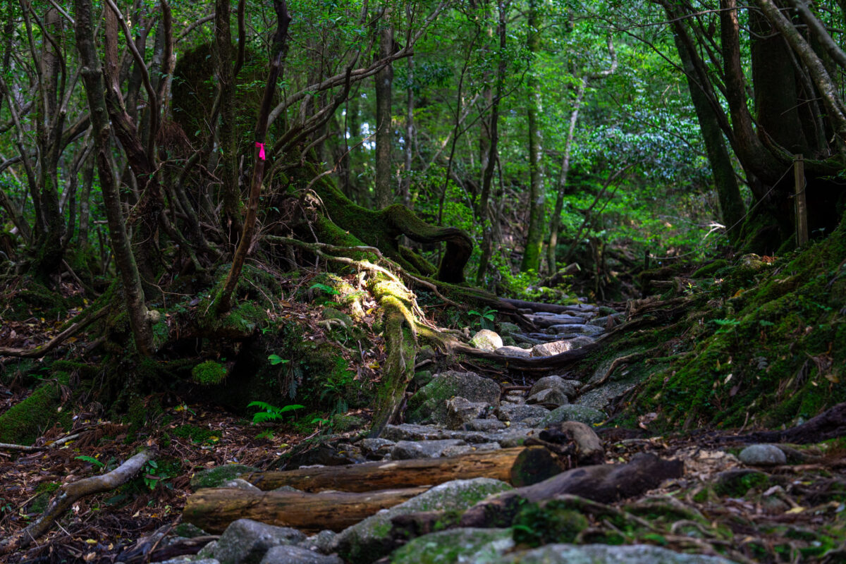 Shiratani Unsui Gorge