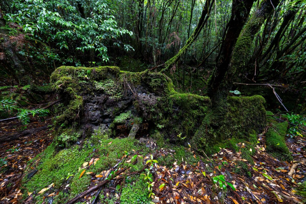 Moss-covered fallen log in a rainy forest with dense green undergrowth and wet leaves.