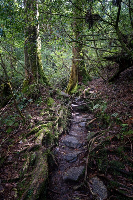 Mossy stone steps trail through ancient cedar forest in Shiratani Unsui Gorge, Yakushima