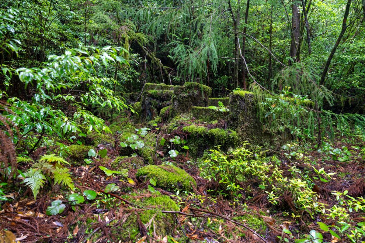 Moss-covered stone steps on a lush forest trail surrounded by ferns and trees