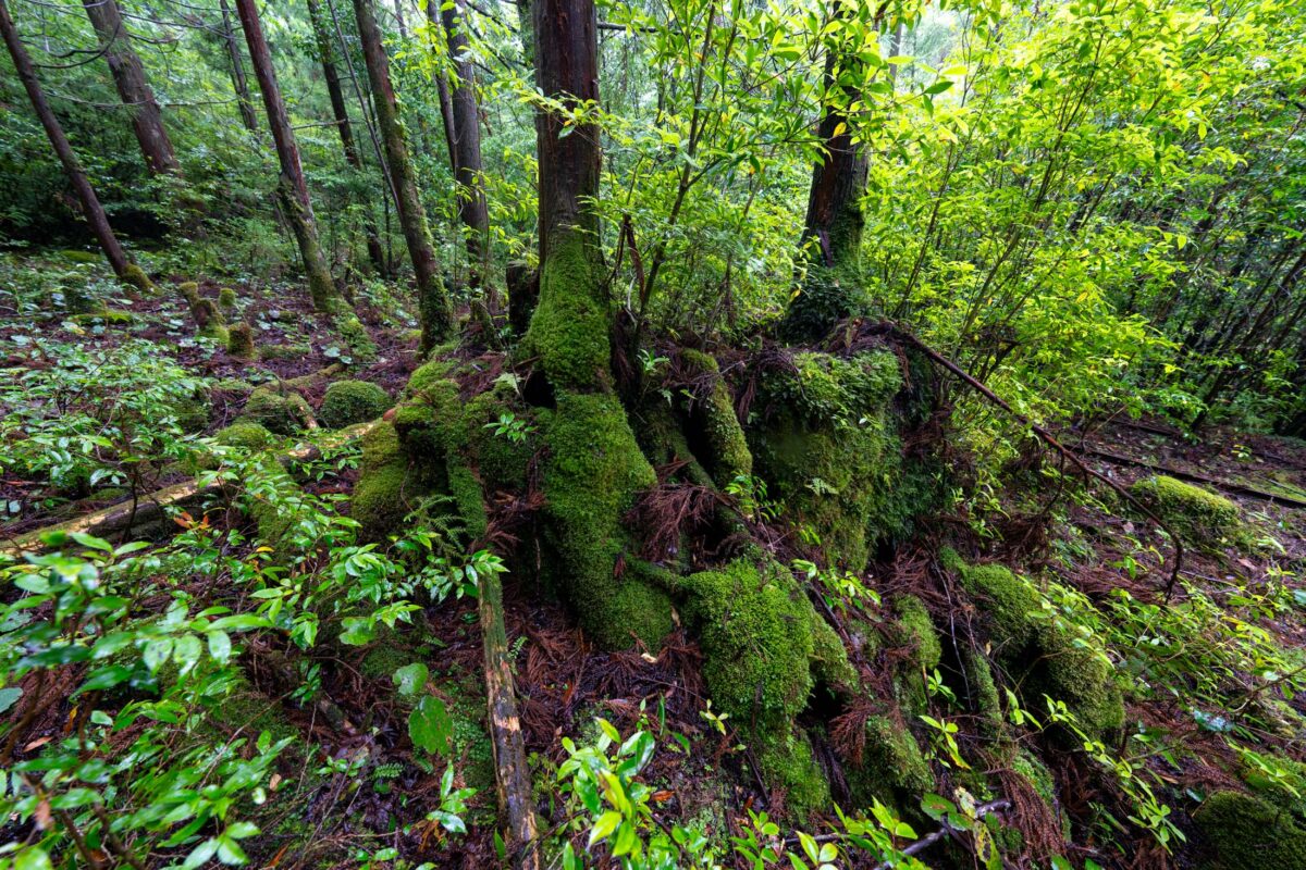 Ancient moss-covered tree roots on damp forest floor in lush green woodland.