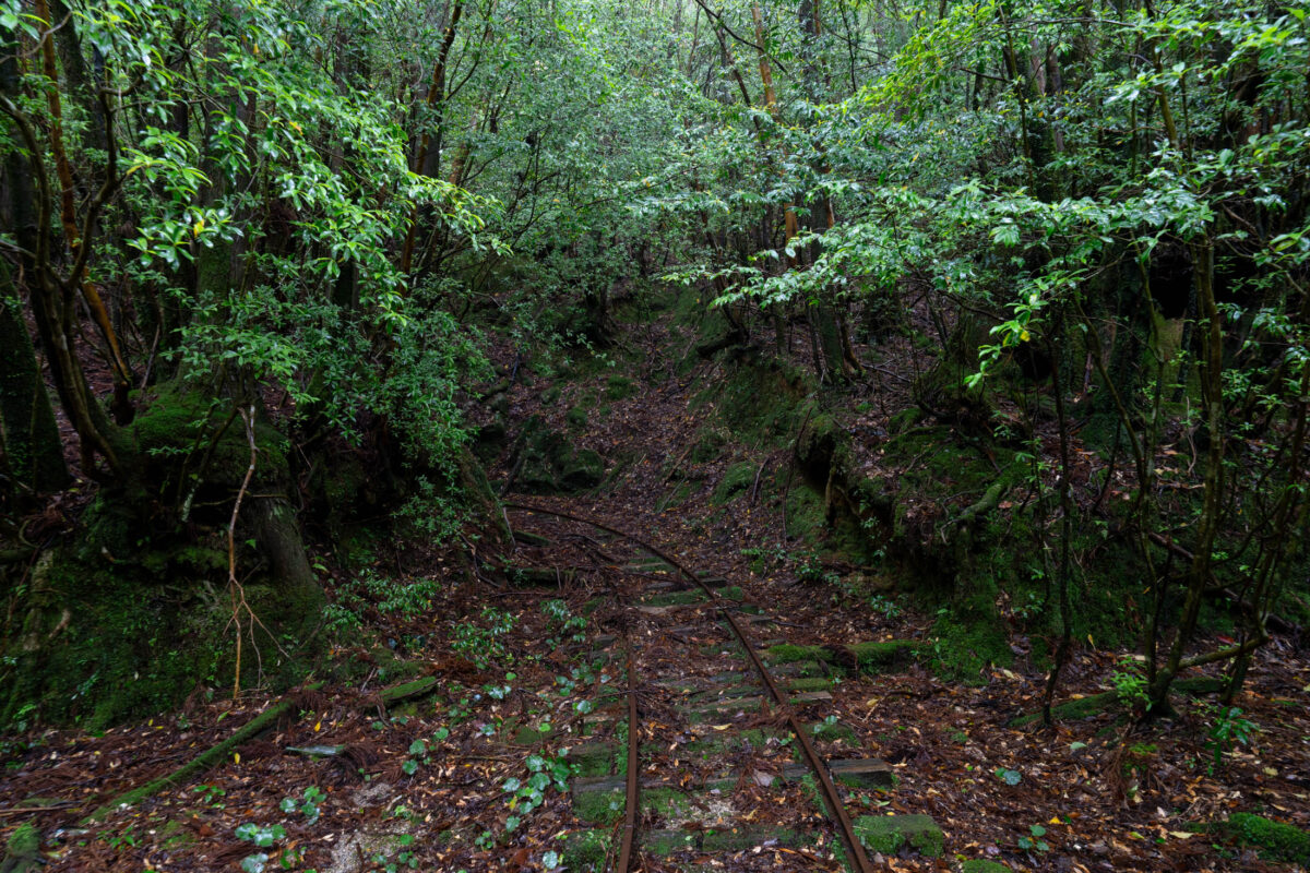 Overgrown forest rail trail with mossy tracks vanishing into dense green tunnel