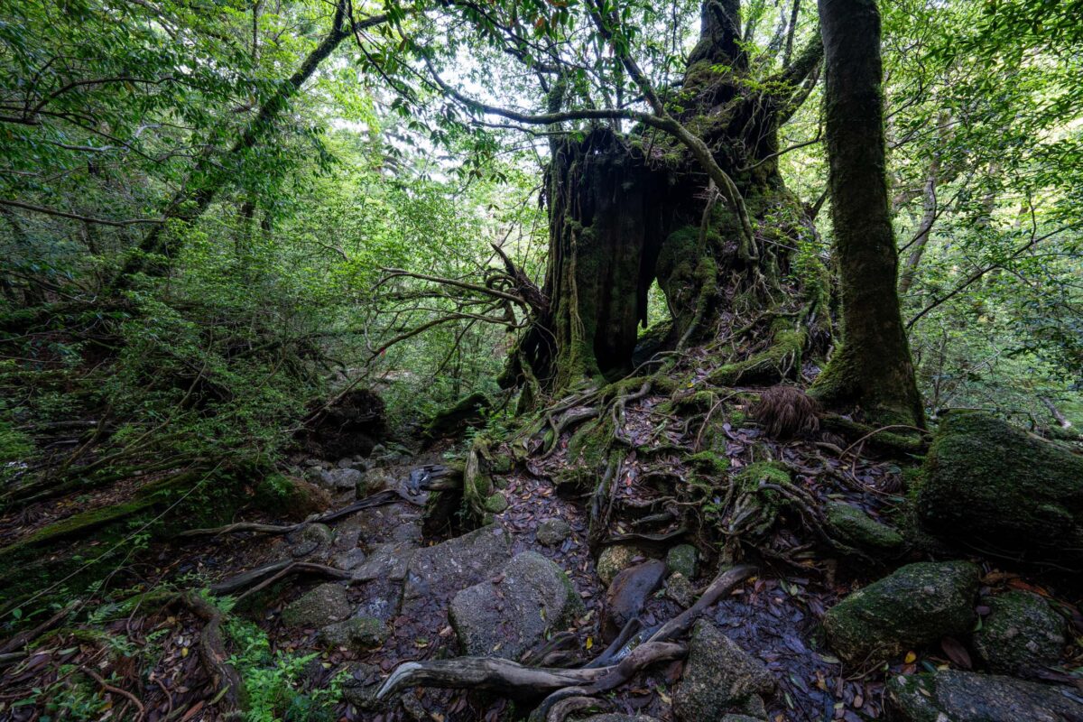 Ancient mossy tree and roots beside stream in Shiratani Unsui Gorge, Yakushima Japan