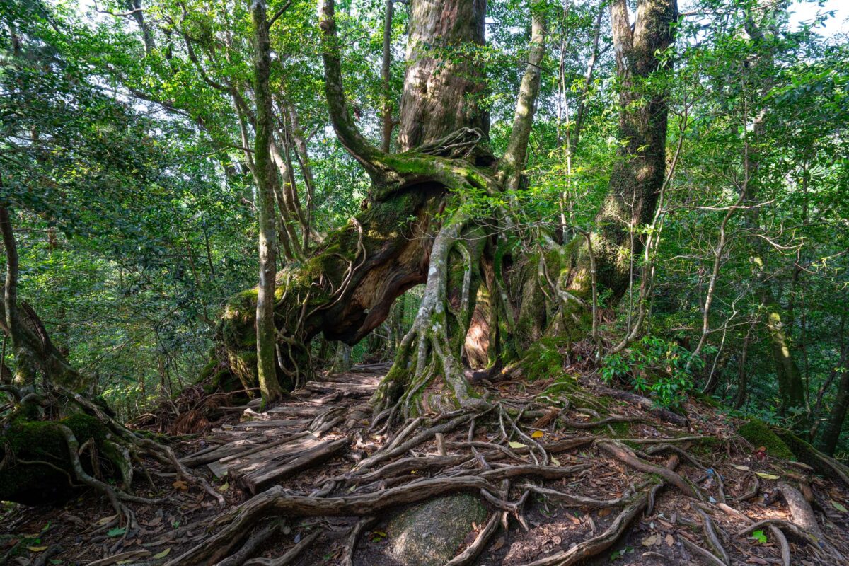 Ancient cedar roots on mossy rocks in Shiratani Unsui Gorge, Yakushima forest