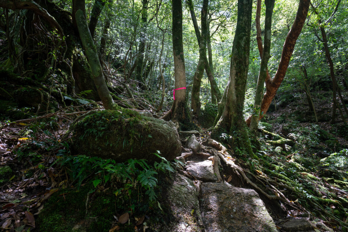 Mossy stone trail with twisted roots in Shiratani Unsui Gorge cedar forest, Yakushima Japan
