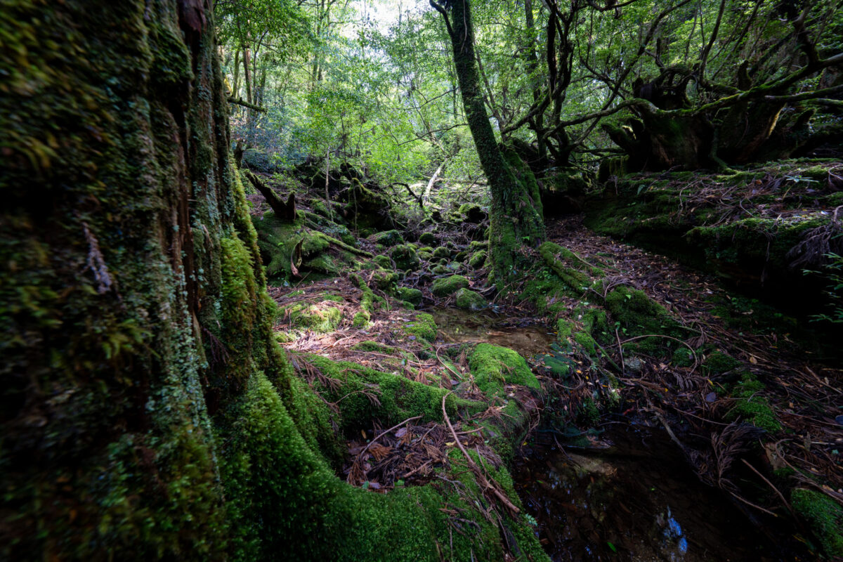 Moss-covered ancient forest in Shiratani Unsui Gorge, Yakushima, Japan with twisted trees and rocks.