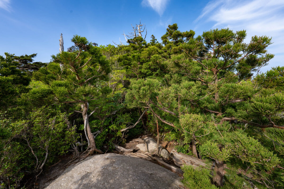 Granite overlook above Shiratani Unsui Gorge ancient cedar forest, Yakushima, Japan.