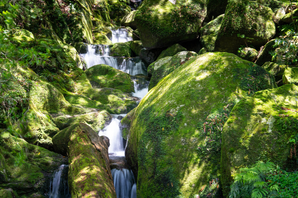 Mossy boulders and cascading stream in Shiratani Unsui Gorge, Yakushima Japan