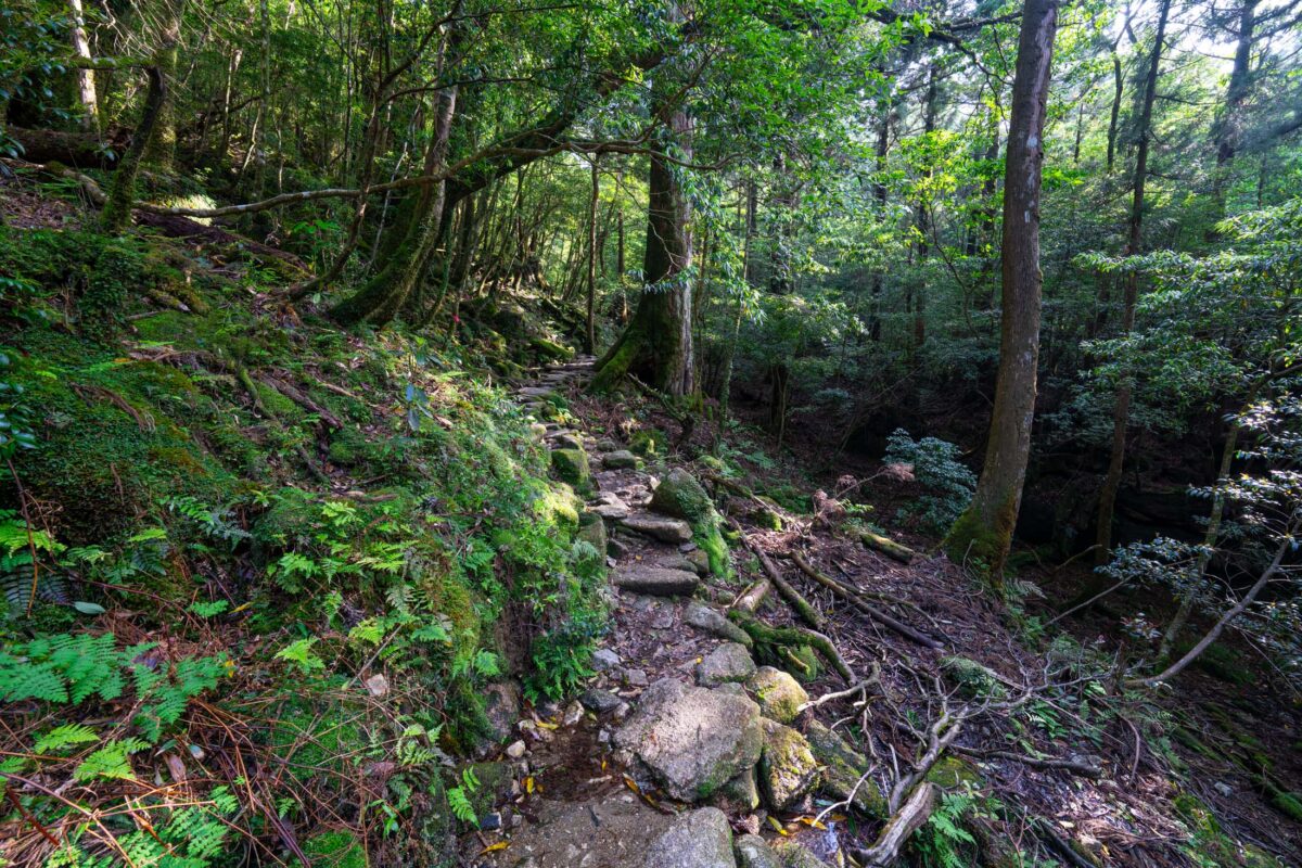 Mossy stone trail through Shiratani Unsui Gorge forest with towering trees and ferns