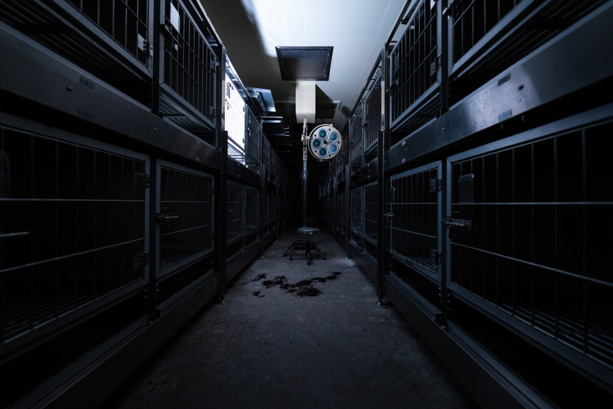 Dim lab corridor lined with stacked metal animal cages under surgical ceiling light.