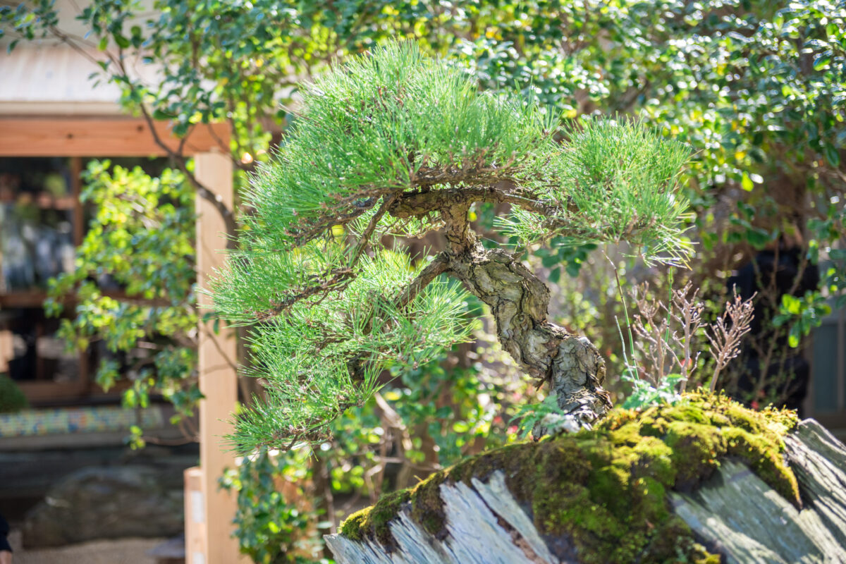 Megijima (女木島)