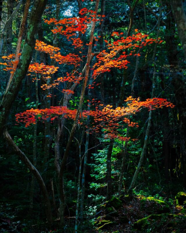 L’automne s’installe aussi tranquillou dans la forêt des influenceurs, aux pieds du Mont Fuji 🌿☠️🍁