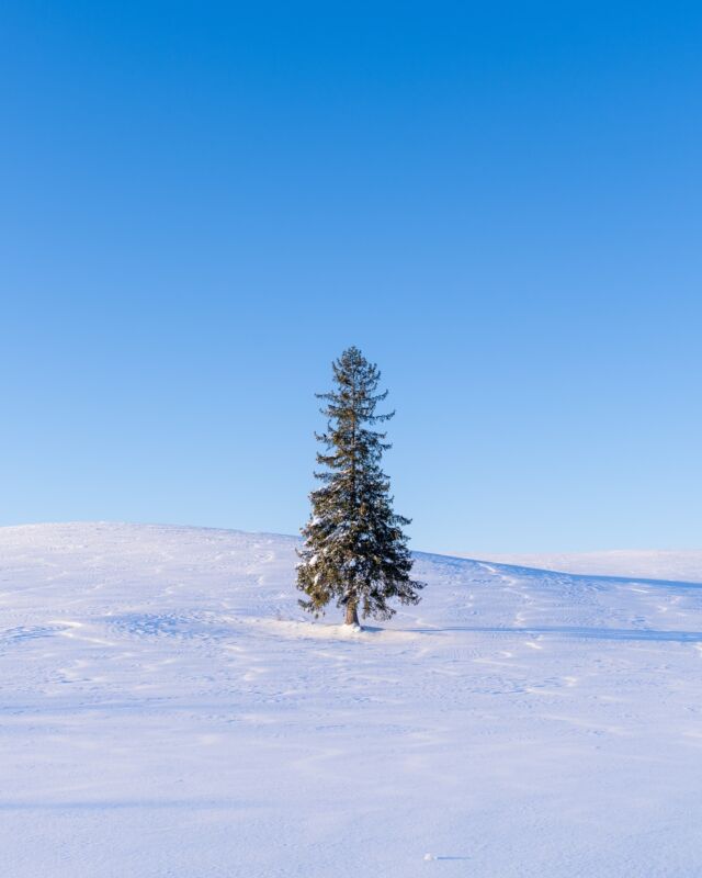 Un arbre solitaire à Hokkaido qui se réveille et se hisse hors de son duvet de neige. Bon en vrai il y avait 23 taxis, 4 bus et un hélico 🤣#hokkaido #lonelytree #lonelytrees #hokkaidowinter #japansnow