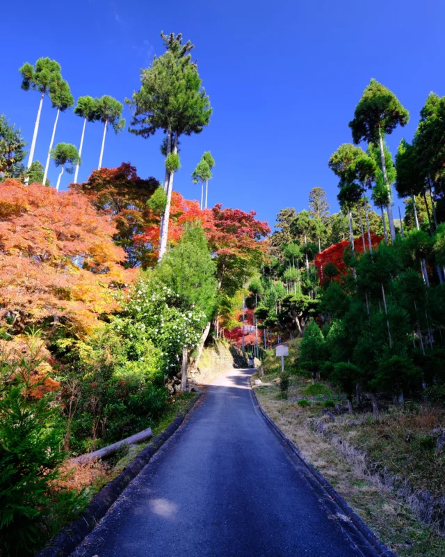 Mais où mène cette petite route ? 😳 J’adore ce Japon hors des sentiers battus, où l’on se demande sur quoi on va tomber au prochain tournant ☺️✌️