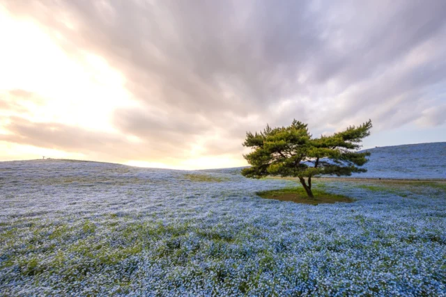 Vast blue ocean blooms, Whispers of a pine tree stand— Sky's gentle embrace. 広大な青い海、 松の木が立つ囁き— 空の優しい抱擁。 #Shibazakura #HitachiSeasidePark #tranquilviews #naturebeauty #bluehues #offbeatjapan #japan