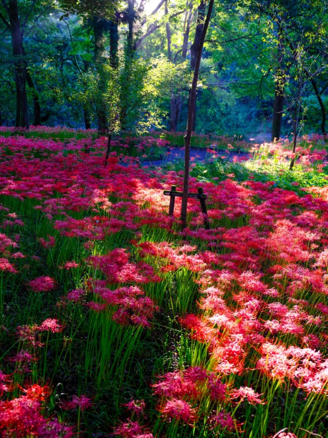 Crimson blooms whisper, Silent sunlit farewells sing— Soulful autumn's breath.  紅の花 静かな日差しに 魂の息  #redspiderlily #japanbeauty #naturehaiku #autumncolors #japanesefolklore #offbeatjapan #japan