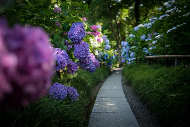 Violet whispers, Amongst murmuring blossoms, Concrete dreams unfold. 紫のささやき、 花々のざわめきの中で、 コンクリートの夢が広がる。#HydrangeaDreams #AjisaiSeason #GardenWhispers #ConcretePath #VibrantJapan #OffbeatJapan #Japan