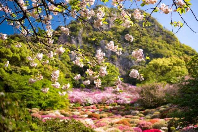 Pink blooms softly sway, A mountain's green embrace holds, Colors weave their song. ---桜の花、緑の山に抱かれ、色が歌う。 ---#cherryblossoms #sakura #japanesegarden #naturelovers #flowerpower #offbeatjapan #japan