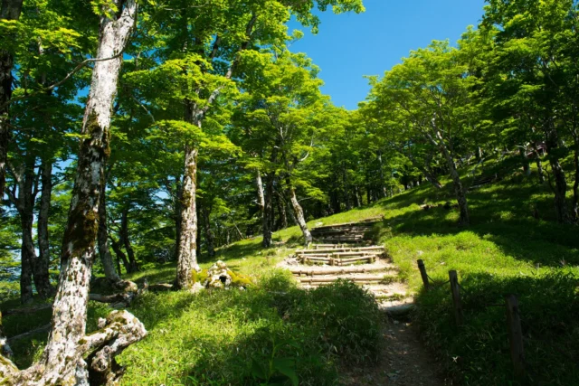 Emerald steps rise, under boundless blue whispers— nature's gentle climb. エメラルドの階段が、広がる青のささやきの下で— 自然のやさしい登り。 #NaturePath #JapaneseForest #EmeraldTrail #SpiritualRetreat #MtTakao #OffbeatJapan #Japan