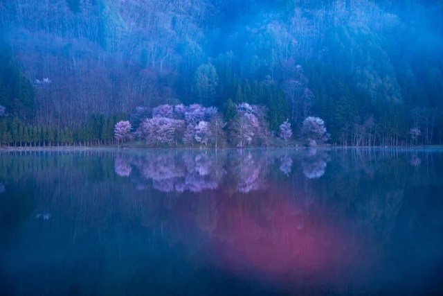 Whispering petals, Mirror the fleeting twilight, Sakura dreams bloom. ---囁く花びら、 儚い黄昏映す、 咲く桜の夢。 ---#sakura #japanphoto #ethereal #cherryblossoms #tranquility #offbeatjapan #japan