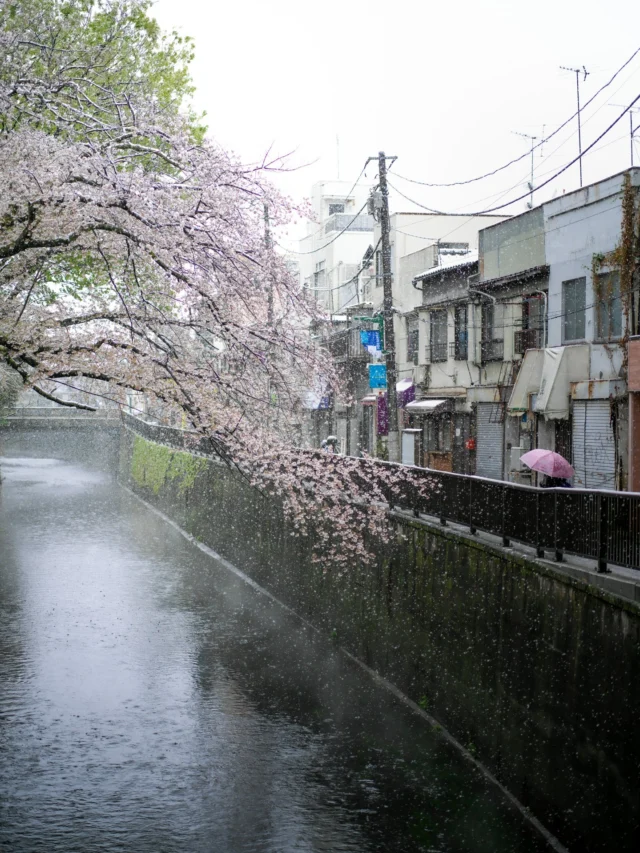 Pale petals whisper, In spring's gentle, rainy breath, Umbrella blooms fade.淡い花びら 春の穏やかな雨 傘と共に散る #sakura #cherryblossom #offbeatjapan #japan #springrain #tranquilbeauty #urbannature #ephemeralbeauty