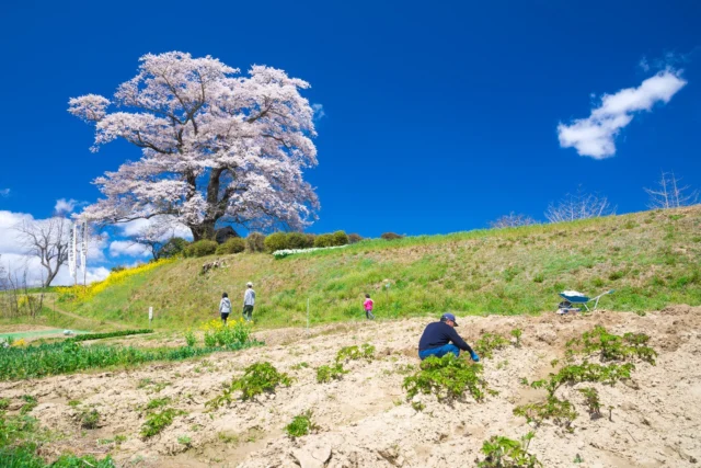 Pink blooms, sapphire sky, Fields alive, sakura sigh— Rural whispers bloom. 桜咲く 翡翠の空の下 田舎の声 #sakura #cherryblossom #hanami #rurallife #japan #offbeatjapan #japaneseculture