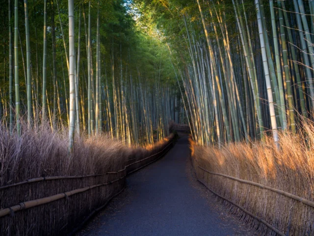 Sun whispers through leaves, Golden grass dances gently, Green dreams sway in peace.  日が葉に囁く、 黄金の草が優しく踊る、 緑の夢が静かに揺れる。  #Arashiyama #Kyoto #BambooGrove #NatureWhispers #SerenePathway #JapanWonders #offbeatjapan #japan