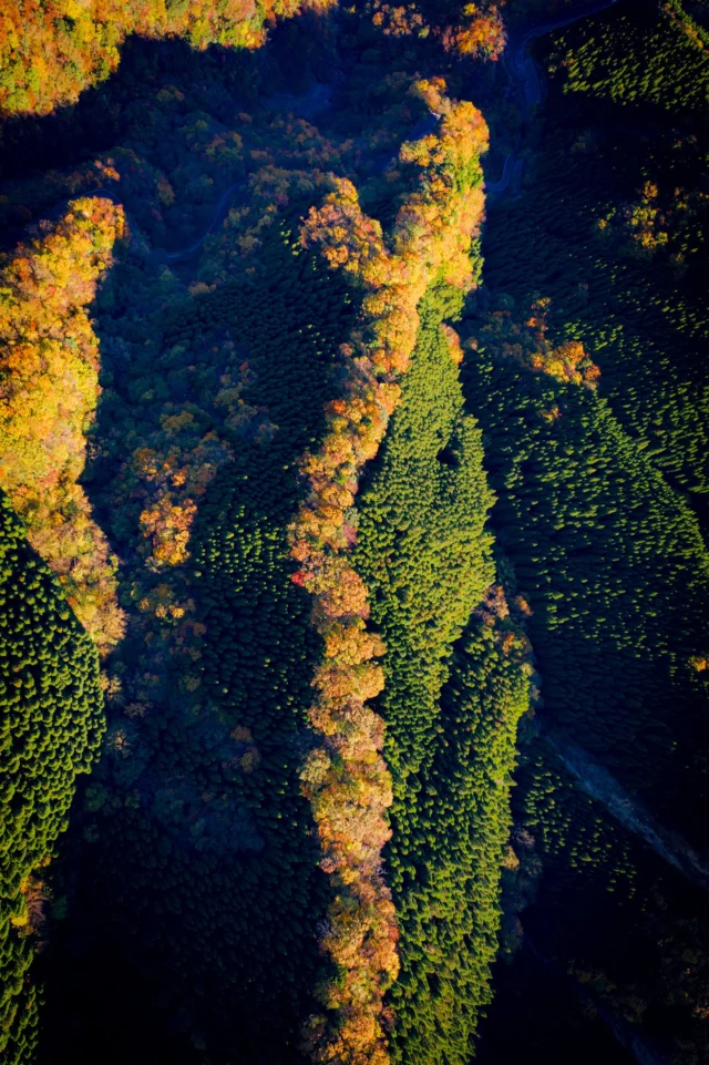 Emerald whispers, Fiery leaves blaze the footpath— A dance of colors.---エメラルド囁き、 燃える葉が足跡を照らす— 色の舞踏。---#momijigari #autumnvibes #forestmagic #explorejapan #naturephotography #offbeatjapan #japan