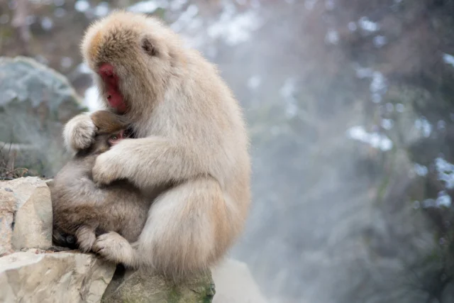 Warm mist embraces fur, In steamy whispers of earth, Harmony in gray. 暖かい霧が毛を包み、 大地の蒸気のささやきの中で、 灰色の調和。#snowmonkeys #serenity #japantravel #naturesbeauty #winterwonder #offbeatjapan #japan