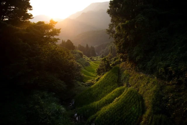 Golden sun descends, Terraced greens meet forest hues— Nature's gentle quilt. ---黄金の陽、 段々畑の緑、 自然の優しき織物。 ---#offbeatjapan #ricefields #shirakawago #japan #sunsetvibes #naturelovers #serenitynow #mountainlife