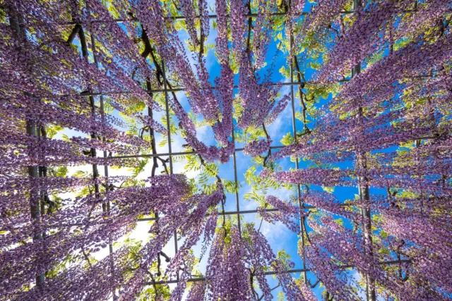 Cascading blossoms, Purple dreams against the sky, Nature's soft embrace.  花が降る空へ紫の夢自然の抱擁。  #WisteriaWonder #FlowerCanopy #NatureLovers #AshikagaBloom #FujienFloral #OffbeatJapan #Japan