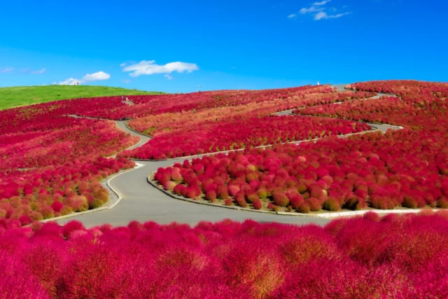 Scarlet sea of brush, Winding path through fire ablaze, Beneath blue whispers. ---紅色の絨毯、 火に包まれた道、 青空の下。---#HitachiSeasidePark #kochia #floralwonderland #vibrantjapan #offbeatjapan #naturelovers #japan